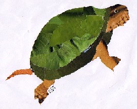 Emys orbicularis-Sapoconcho-European Pond Turtle