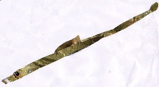 Syngnathus abaster Risso-agulla brava-Black-striped pipefish