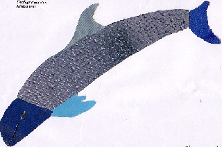 Tursiops truncatus-Arroaz real-bottlenosed dolphin