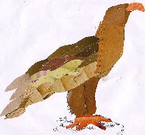 Aquila chrysaetos-Golden Eagle-aguia real-