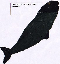 EUBALAENA GLACIALIS-Balea Vasca-Right Whale